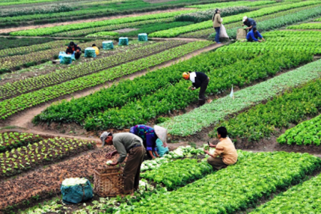 krishi-1594533251