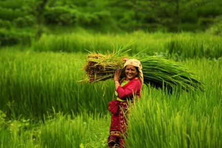 krishi