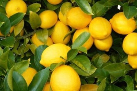 lemon