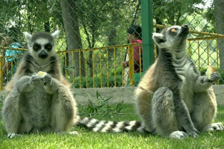 lemur_XAzEBFjsXI