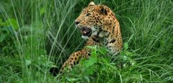 leopard-e1504001993752