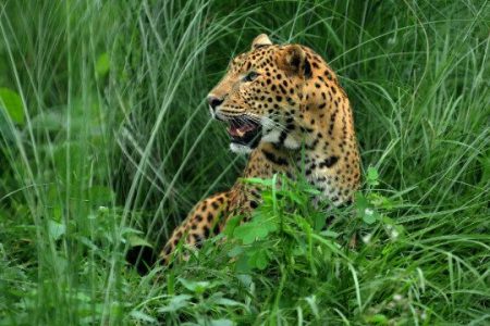 leopard-e1504001993752