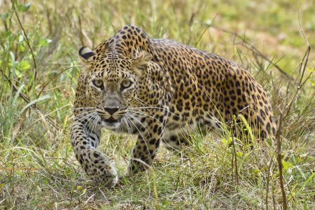 leopard