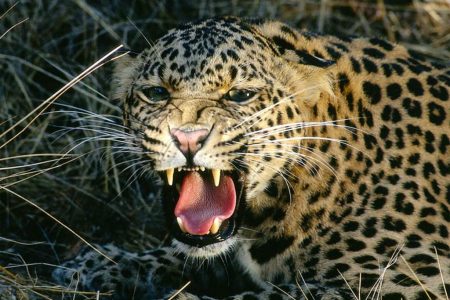leopard