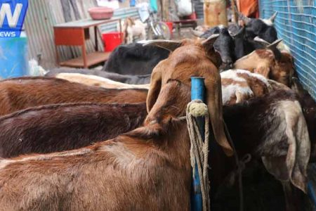local_goats1