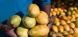 mango-vendor-594351209-c1b9f448598341f1ae8c65720e212311