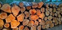 mango-wood-logs-500x500