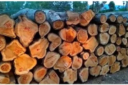 mango-wood-logs-500x500