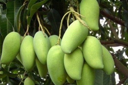 mango1