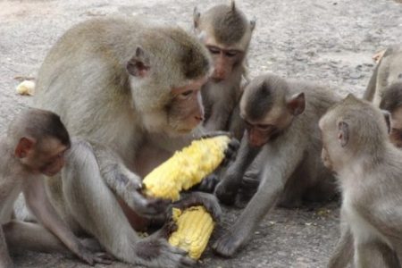 monkey
