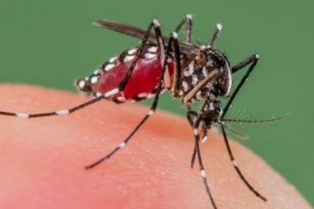 mosquto