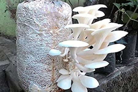 mushroom