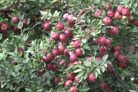 apple