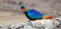 national-bird-of-nepal-danphe