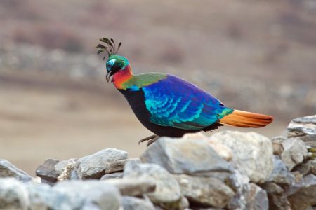 national-bird-of-nepal-danphe