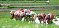 Farmers planting paddy in a field on the eve of National Paddy Day, in Bungmati, Lalitpur, on Monday. Since 2005, National Paddy Day is observed on Asar 15, which officially marks the beginning of the paddy plantation season in the country.
Photo: Naresh Shrestha/THT