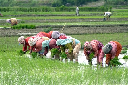 Farmers planting paddy in a field on the eve of National Paddy Day, in Bungmati, Lalitpur, on Monday. Since 2005, National Paddy Day is observed on Asar 15, which officially marks the beginning of the paddy plantation season in the country.
Photo: Naresh Shrestha/THT