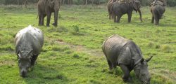 Chitwan National Park, Nepal is a national park located in southern Nepal has an area of 932 km2. Apart from being the first national park in Nepal, established in 1973, Chitwan National Park was also included as a World Heritage Site in 1984.