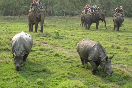 Chitwan National Park, Nepal is a national park located in southern Nepal has an area of 932 km2. Apart from being the first national park in Nepal, established in 1973, Chitwan National Park was also included as a World Heritage Site in 1984.