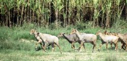 nilgai