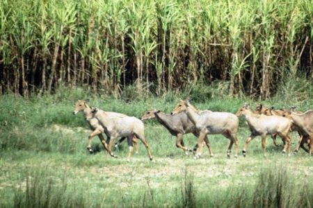 nilgai