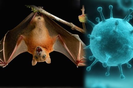 nipah-virus-min-45
