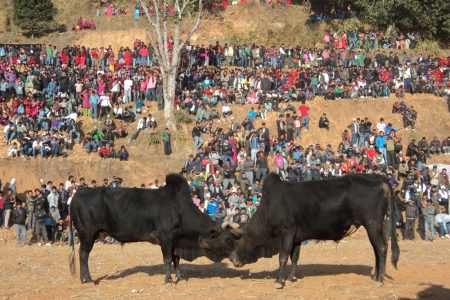 nuwakot-goru-jatra-1