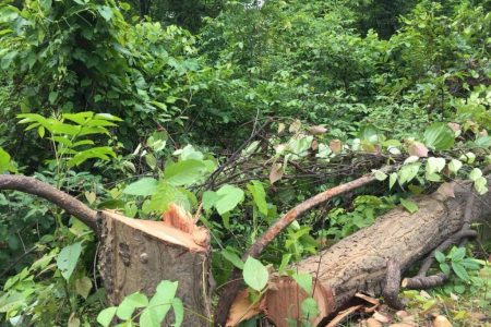 deforestation