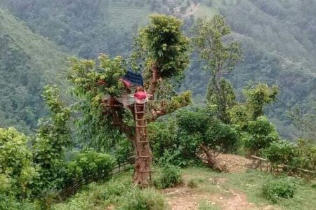 online class from tree photo_khotang