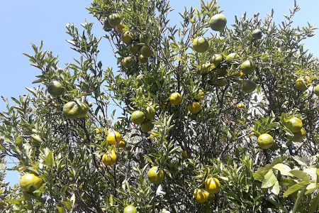 orange-in-gulmi