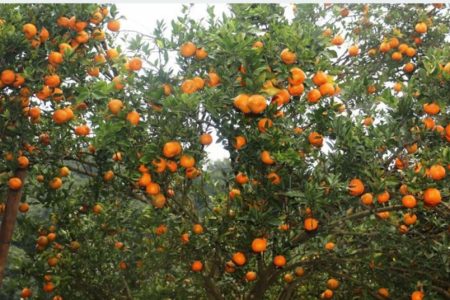 orange2020-12-29-11-12-11