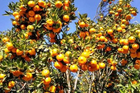 orange_Dmw3NyCBgY