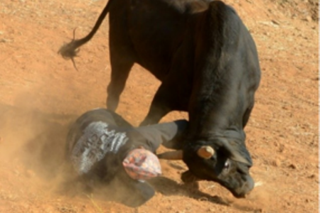 ox-attack-286x300