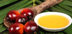 20751856 - oil palm fruits and a plate of cooking oil on leaves background