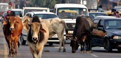 Traffic moves slowly as a group of stray bulls walk on a road in New Delhi.