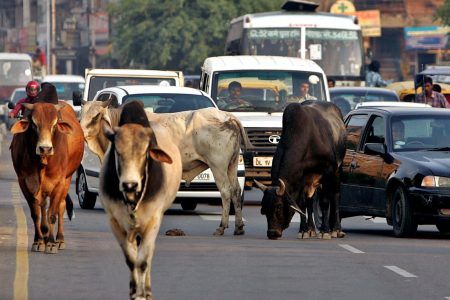 Traffic moves slowly as a group of stray bulls walk on a road in New Delhi.