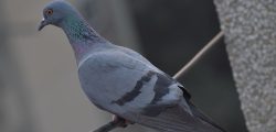 pigeon-bird-columbidae