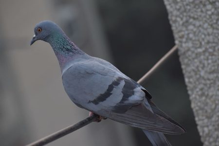 pigeon-bird-columbidae