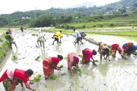 planting