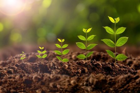 planting