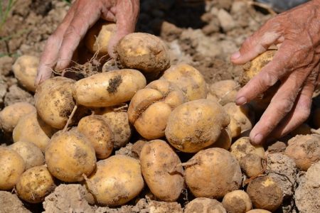 potato