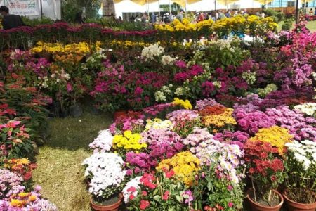 pushpa-mela