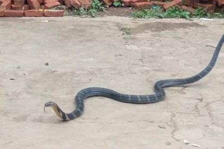 rajgoman1