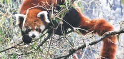 red-panda-565x364