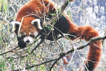 red-panda-565x364