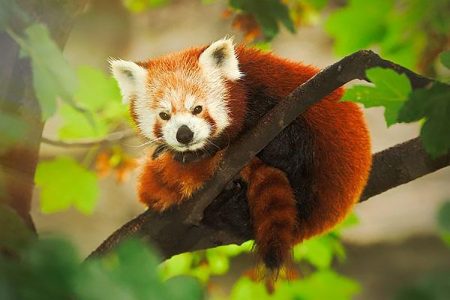 red-panda-new