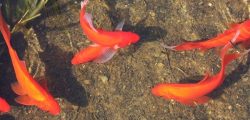 red_fish_in_the_water