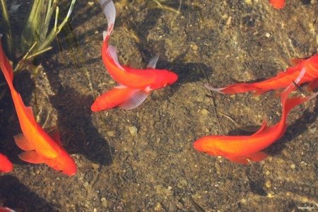 red_fish_in_the_water