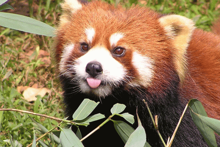 redpanda