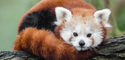 redpanda_CHwkuMaYnH